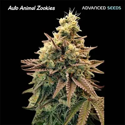 Animal Zookies Auto > Advanced Seeds | Semillas autoflorecientes  |  Híbrido