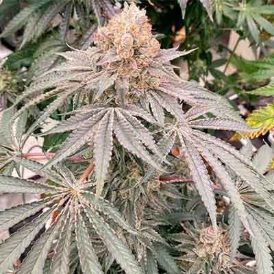 Apple B > Karma Genetics | Feminized Marijuana   |  Hybrid