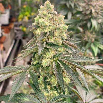 Apple B > Karma Genetics | Feminized Marijuana   |  Hybrid