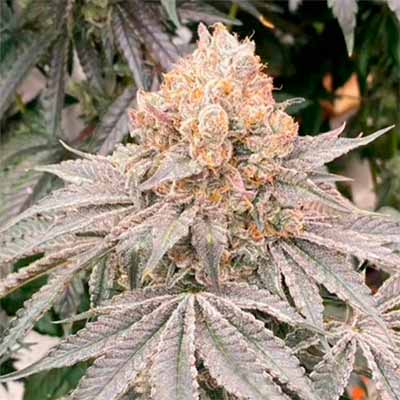 Apple B > Karma Genetics | Feminized Marijuana   |  Hybrid