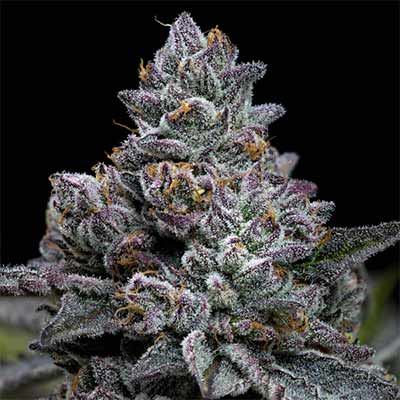 Apple Fritter > Barney\'s Farm | Semillas feminizadas  |  Híbrido