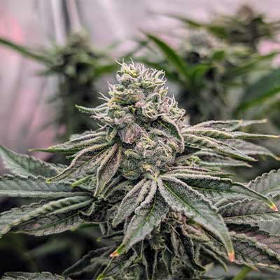 Apple Fritter > Linda Seeds | NUESTRAS RECOMENDACIONES DE SEMILLAS DE MARIHUANA  |  Semillas Baratas