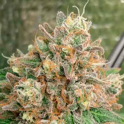 Apple Fritter > Elev8 Seeds | Feminized Marijuana   |  Hybrid