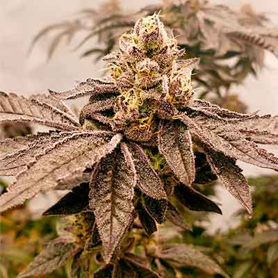 Apple Fritter > Elev8 Seeds | Feminized Marijuana   |  Hybrid