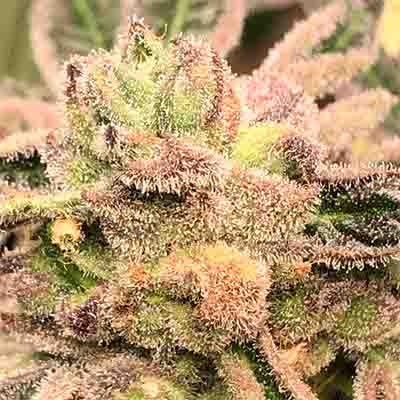 Apple Fritter > Elev8 Seeds | Feminized Marijuana   |  Hybrid