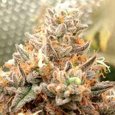 Apple Fritter > Elev8 Seeds | Feminized Marijuana   |  Hybrid