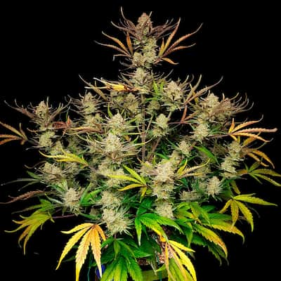 Apple Strudel Auto > Fast Buds Company | Graines Autofloraison  |  Hybride