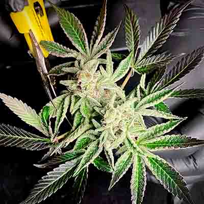 Apple and Bananas > Kannabia Seeds | Feminized Marijuana   |  Hybrid