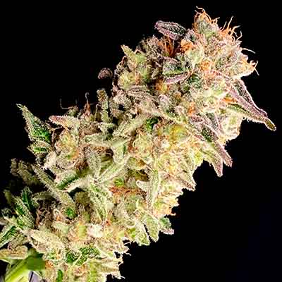 Apple and Bananas > Kannabia Seeds | Feminisierte Hanfsamen  |  Hybrid