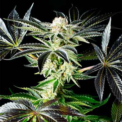 Apple and Bananas > Kannabia Seeds | Feminized Marijuana   |  Hybrid