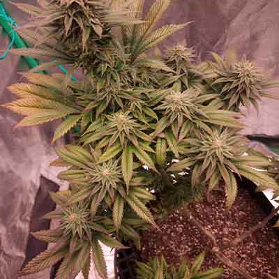 Apples n Oranges > Elev8 Seeds | Feminized Marijuana   |  Hybrid