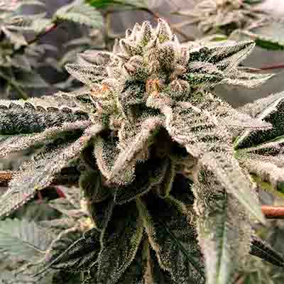 Apples n Oranges > Elev8 Seeds | Feminized Marijuana   |  Hybrid