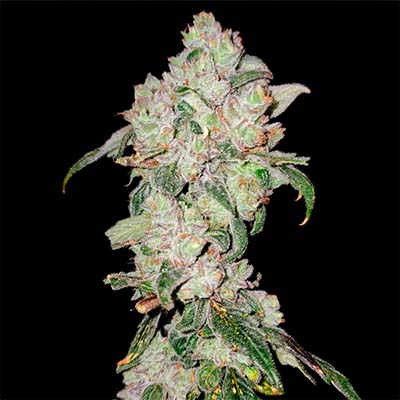 Apples n Oranges > Elev8 Seeds | Feminisierte Hanfsamen  |  Hybrid