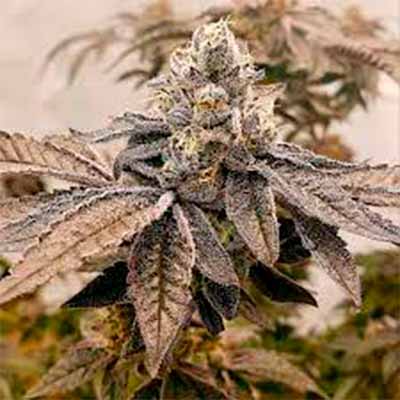 Apples n Oranges > Elev8 Seeds | Feminized Marijuana   |  Hybrid