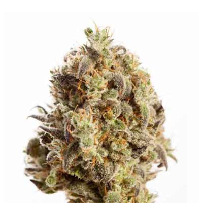 Aqua Verde > Elev8 Seeds | Feminized Marijuana   |  Hybrid