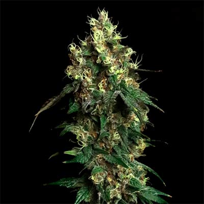 Aqua Verde > Elev8 Seeds | Feminisierte Hanfsamen  |  Hybrid