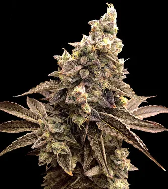 Auto Alien Candy Kush > High Speed Buds | Autoflowering Cannabis   |  Hybrid