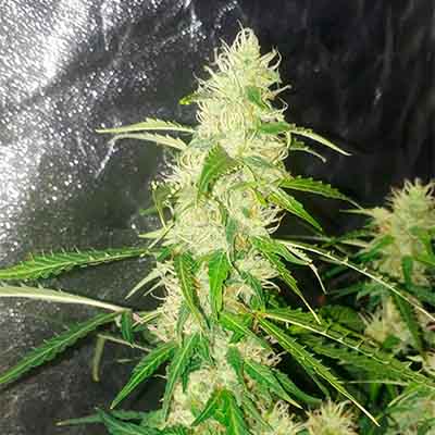 Amazon Haze Auto > R-Kiem Seeds | Graines Autofloraison  |  Hybride