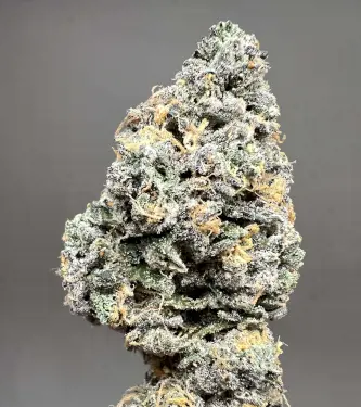 Auto Apple Bananas > 00 Seeds Bank | Graines Autofloraison  |  Hybride