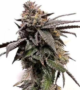 Auto Apple Bananas > 00 Seeds Bank | Graines Autofloraison  |  Hybride