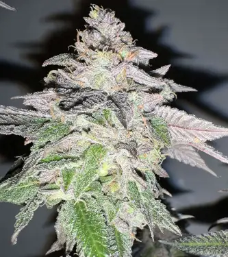 Auto Apple Bananas > 00 Seeds Bank | Autoflowering Cannabis   |  Hybrid