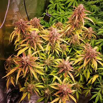 Auto Apple Fritter > Linda Seeds | Autoflowering Hanfsamen  |  Hybrid