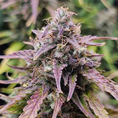 Auto Apple Fritter > Linda Seeds | Autoflowering Hanfsamen  |  Hybrid