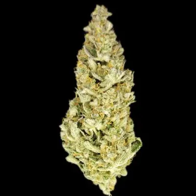 Auto Betty > Anesia Seeds | Autoflowering Cannabis   |  Sativa