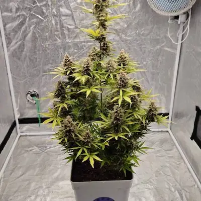 Auto Betty > Anesia Seeds | Autoflowering Hanfsamen  |  Sativa