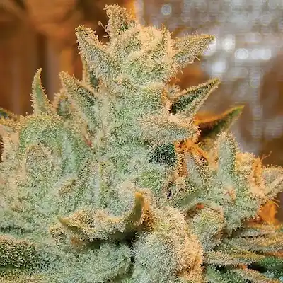 Auto Betty > Anesia Seeds | Semillas autoflorecientes  |  Sativa