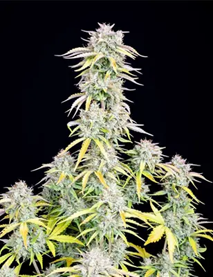 Auto Big Bud > Nirvana | Graines Autofloraison  |  Indica