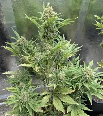 Auto Biscotti Zkittlez > 00 Seeds Bank | Autoflowering Cannabis   |  Indica