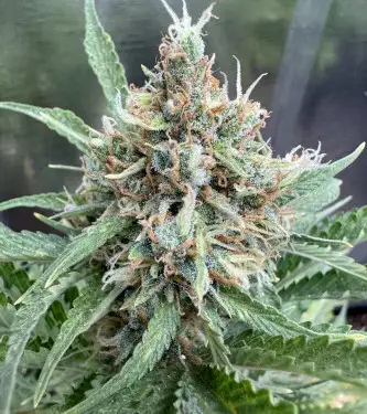 Auto Biscotti Zkittlez > 00 Seeds Bank | Graines Autofloraison  |  Indica