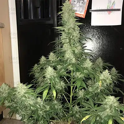 Blue Dream Auto > Nirvana | Autoflowering Hanfsamen  |  Hybrid