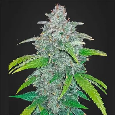 Blue Dream Auto > Nirvana | Autoflowering Cannabis   |  Hybrid