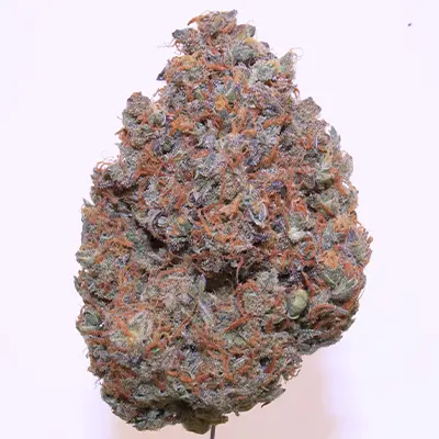 Auto Blueberry Banana > Anesia Seeds | Graines Autofloraison  |  Indica