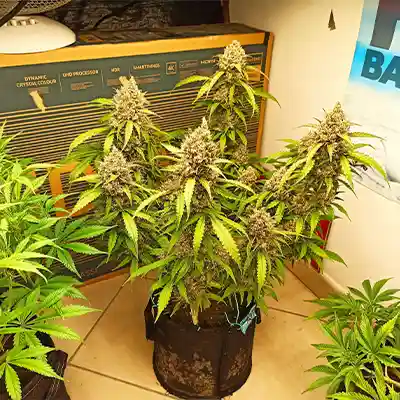 Auto Blueberry Banana > Anesia Seeds | Autoflowering Cannabis   |  Indica