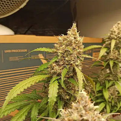 Auto Blueberry Banana > Anesia Seeds | Autoflowering Cannabis   |  Indica