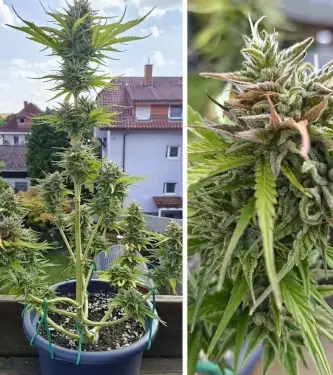 Auto Candy Bubatz XL > Dutch Passion | Graines Autofloraison  |  Hybride