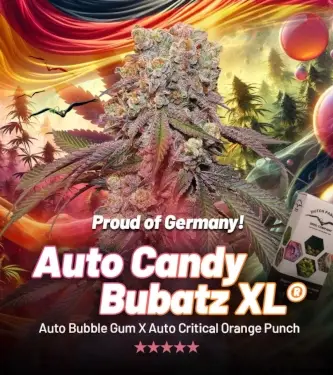 Auto Candy Bubatz XL > Dutch Passion | Autoflowering Hanfsamen  |  Hybrid