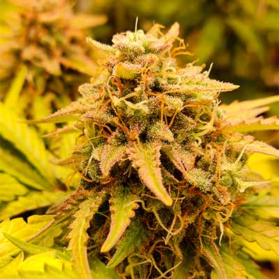 Dark Kush Auto > R-Kiem Seeds | Autoflowering Cannabis   |  Hybrid