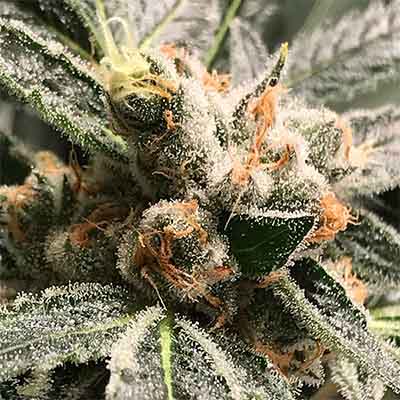 Dark Kush Auto > R-Kiem Seeds | Autoflowering Cannabis   |  Hybrid