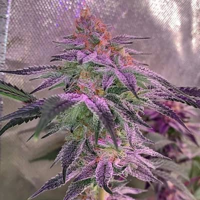 Auto Forbidden Fruit > Advanced Seeds | Semillas autoflorecientes  |  Híbrido