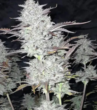 Auto Future #1 > Anesia Seeds | Semillas autoflorecientes  |  Sativa