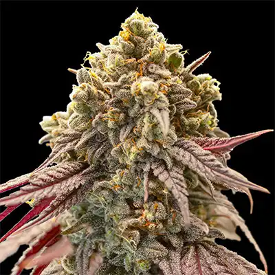 Gelato Mint > 00 Seeds | Feminized Marijuana   |  Hybrid