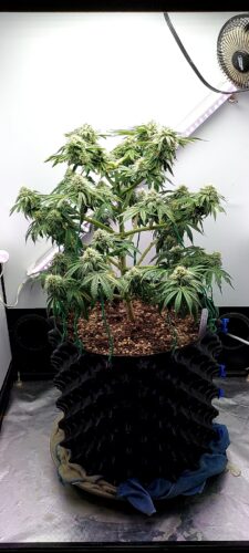 Auto Granddaddy Purple > Royal Queen Seeds | Semillas de marihuana autoflorecientes  |  Índica