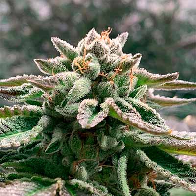 Klementine Auto > R-Kiem Seeds | Autoflowering Cannabis   |  Sativa