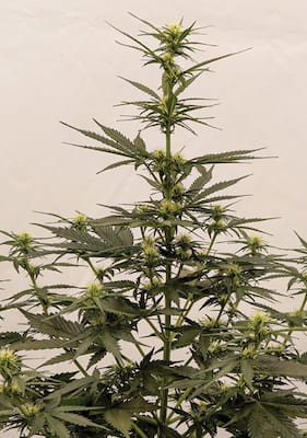 Auto Melonade Runtz > Dutch Passion | Graines Autofloraison  |  Hybride