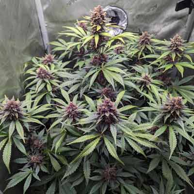 Auto Purple Haze > Linda Seeds | Semillas de marihuana autoflorecientes  |  Sativa