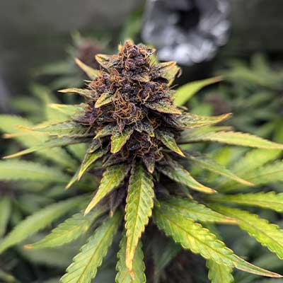 Auto Purple Haze > Linda Seeds | Graines de cannabis auto  |  Sativa